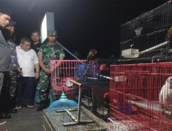 Lanal Banjarmasin Gagalkan Penyelundupan Satwa Dilindungi di Kalteng, Termasuk Burung Cucak Emas